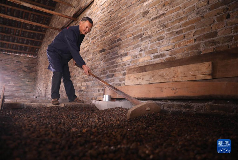 Tarehe 29, Novemba, wanakijiji wakioka mbegu za camellia.