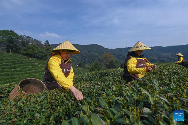 Wakulima huko Hangzhou waanza kuvuna majani ya chai ya Longjing kabla ya Siku ya Qingming