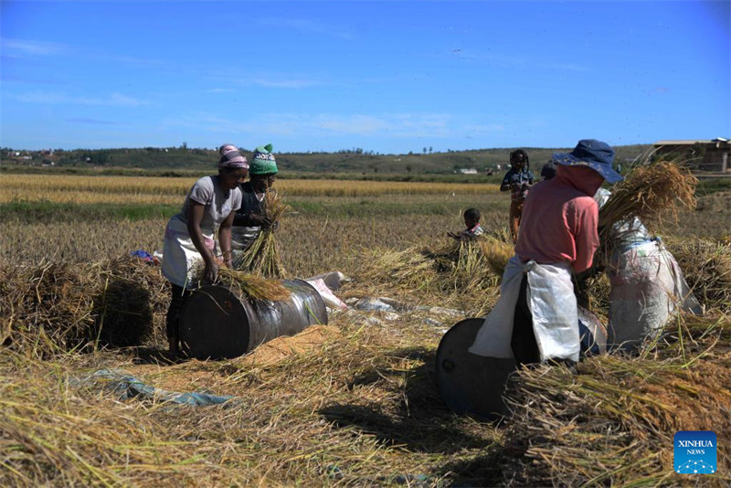 Wataalamu wa mchele chotara kutoka?China waisaidia Madagascar kufikia usalama wa chakula