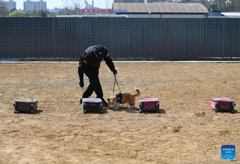 Fu Zai, mbwa corgi wa miezi sita akishiriki kwenye kipindi cha mafunzo huko Weifang, Mkoa wa Shandong wa China, Aprili 7, 2024. (Picha na Sun Shubao/Xinhua)