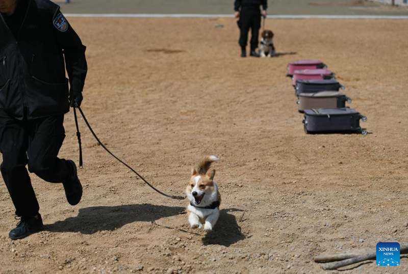 Kutana na Polisi Mbwa Corgi wa kwanza nchini China