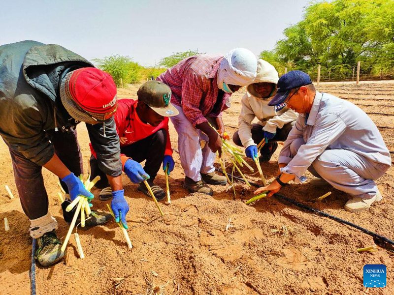 Mtaalamu wa China akiwaelekeza wafanyakazi wenyeji kupanda miche ya Juncao kwenye kituo cha kielelezo cha teknolojia ya ufugaji nchini Mauritania, Mei 27, 2024. (Xinhua)