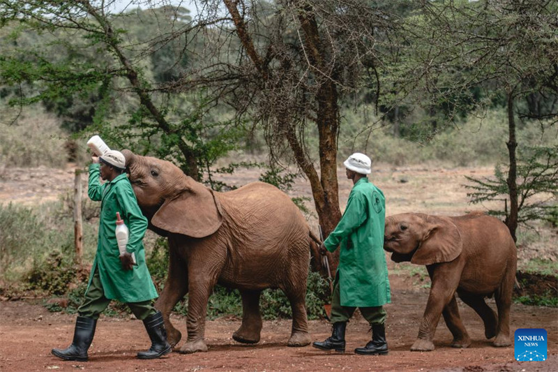 Tembo 