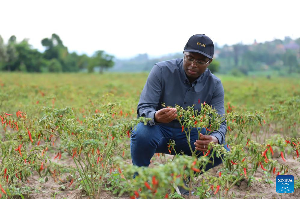 Mkulima wa pilipili wa Rwanda akifanyia?mageuzi kilimo kwa utaalamu, maono na biashara ya China