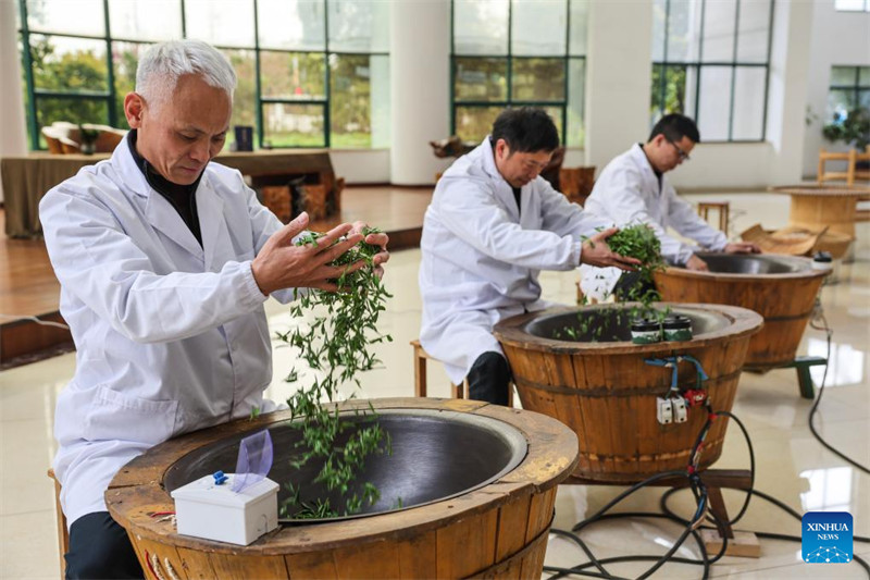 Chai ya Juyan ya Wuzhou yaingia msimu wa mavuno mkoani?Zhejiang, China